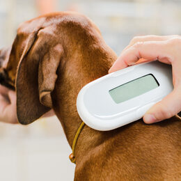 Veterinarian checking microchip implant under rhodesian ridgeback dog puppy skin in vet clinic, scanner device close up