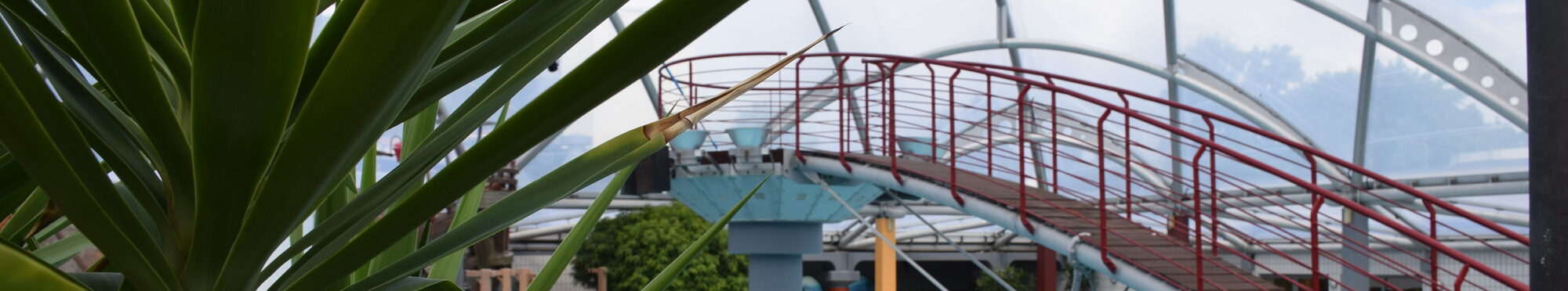 Einblick in das Freizeitbad monte mare. Zu sehen ist eine Palme im Vordergrund und eine Brücke im Hintergrund. Darunter Wasser.