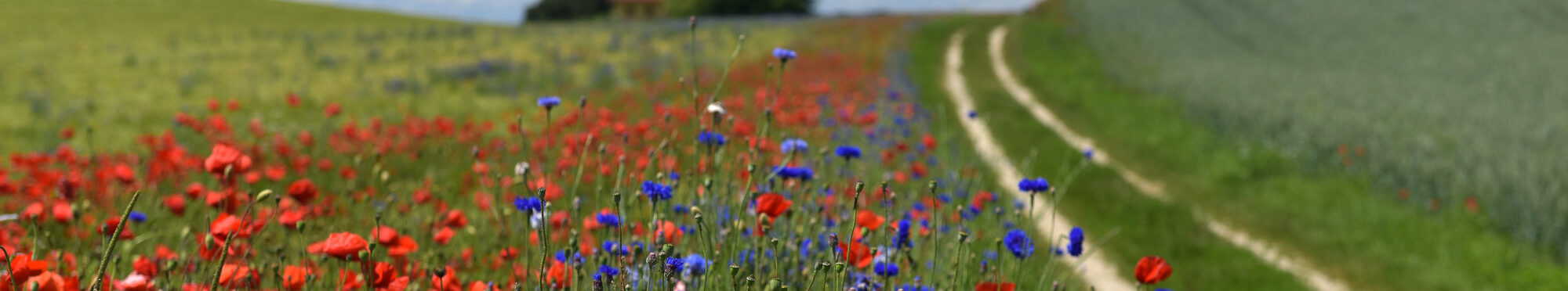 Blumen am Feldrand