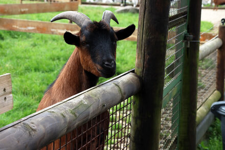 Auch die Bewohner im Wildpark Schmidt, wie diese Ziege, freuten sich über den Besuch.