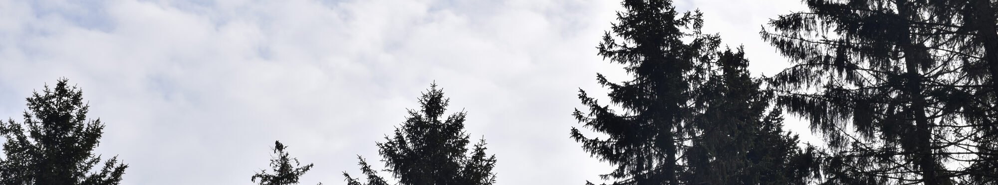 Baumkronen im Wald von Großhau