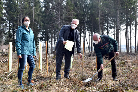 Eine Frau und zwei Männer pflanzen im Wald einen Baum