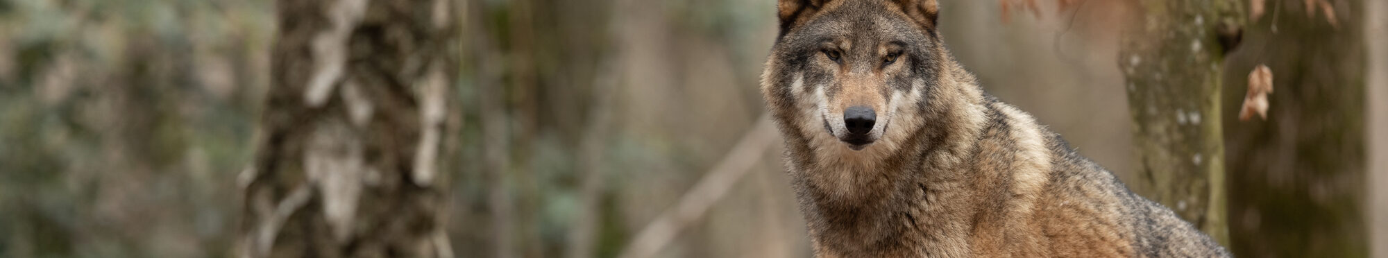 Wolf im Wald