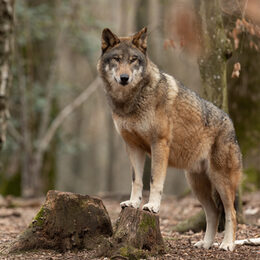 Wolf im Wald