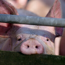 Ein Schwein hinter Gittern