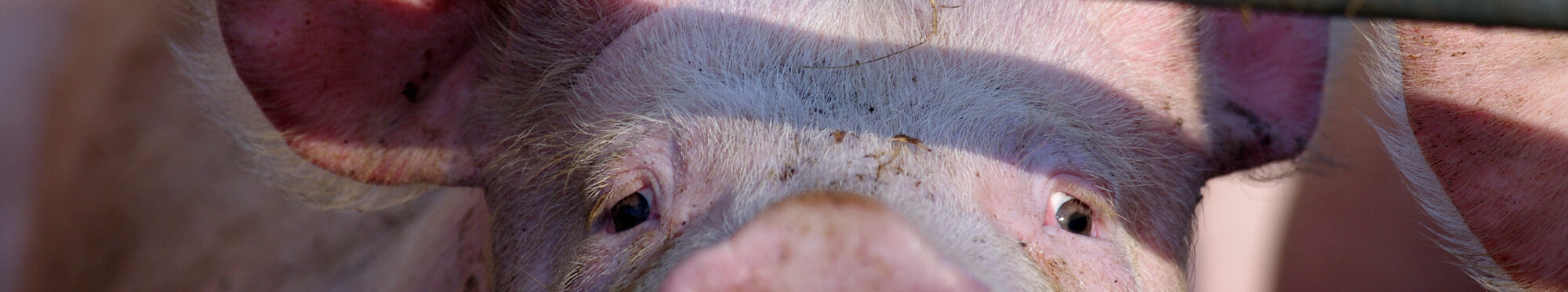 Ein Schwein hinter Gittern