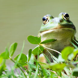 Ein Forsch sitzt auf einer Wiese und schaut in die Kamera.