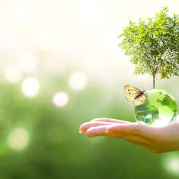 Earth crystal glass globe ball and growing tree in human hand, flying butterfly on green background. Saving environment, save clean planet, ecology concept. Card for World Earth Day.