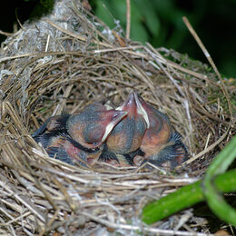 Drei frisch geschlüpfte, federlose Vögel sitzen in einem Nest.
