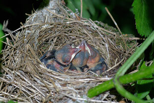 Drei Jungvögel hocken in einem Nest.