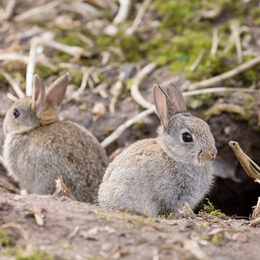 Wild European rabbits