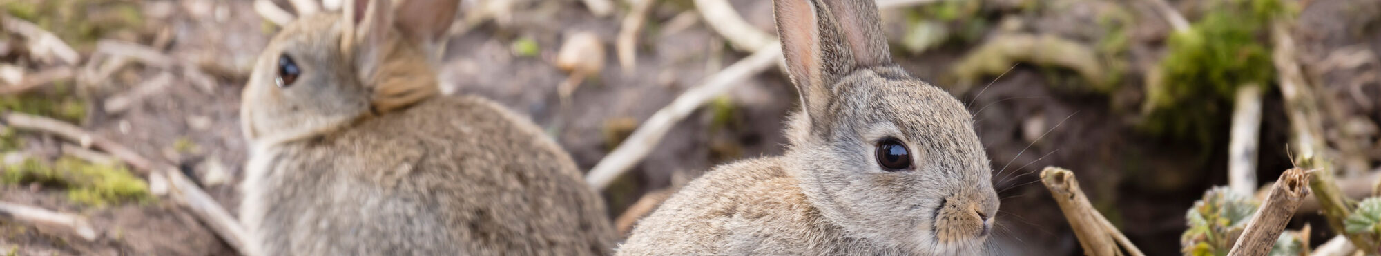 Wild European rabbits