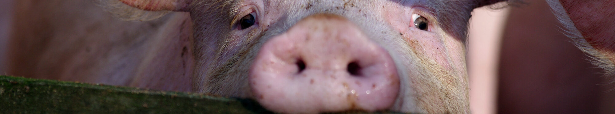 Ein Schwein hinter einem Zaun.