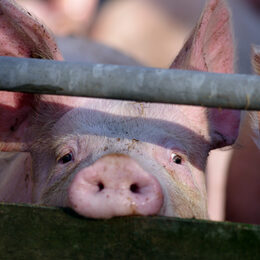 Ein Schwein hinter einem Zaun.