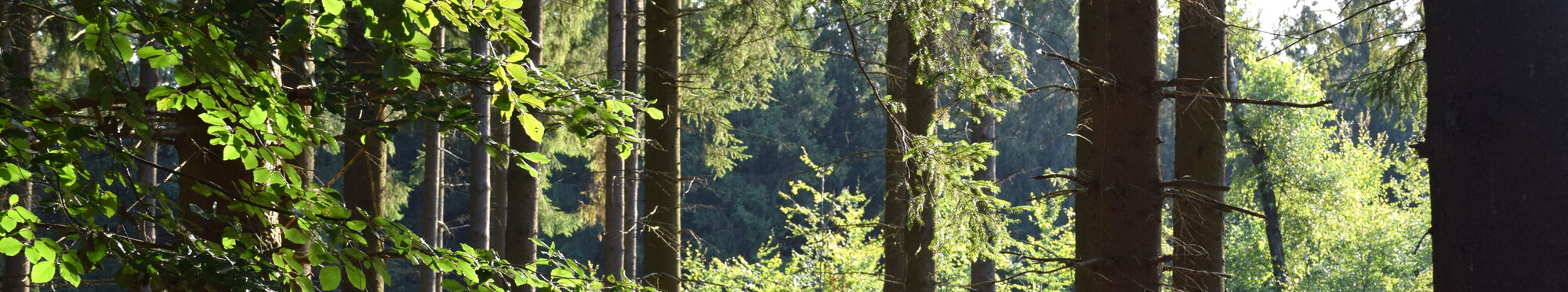 Wald in Großhau.