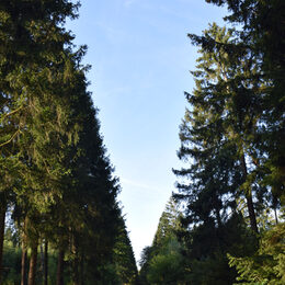 Wald in Großhau.