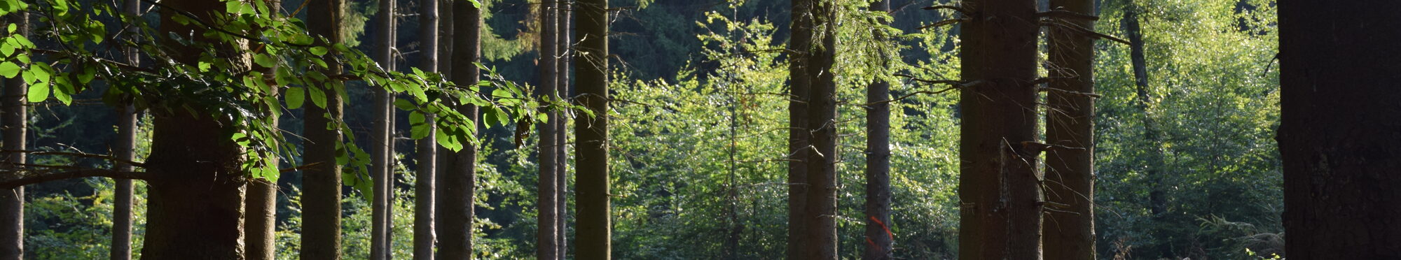 Bäume im Wald