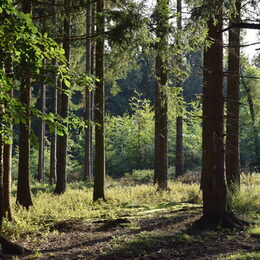 Bäume im Wald