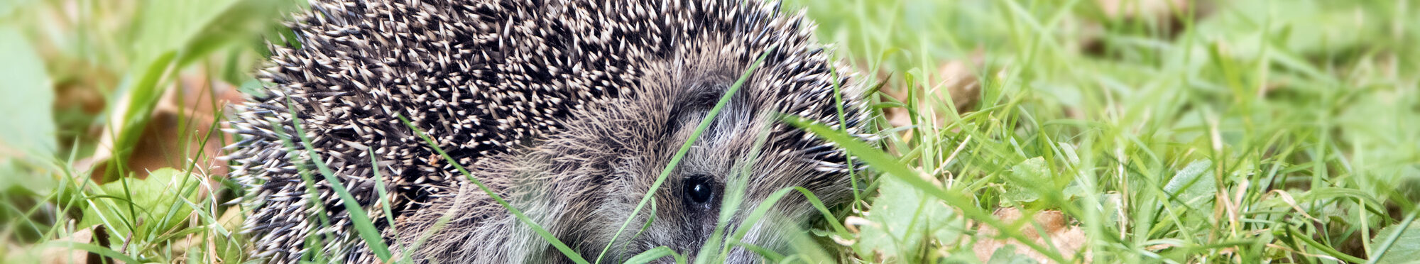 Ein Igel auf einer Wiese.