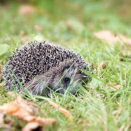 Ein Igel auf einer Wiese.