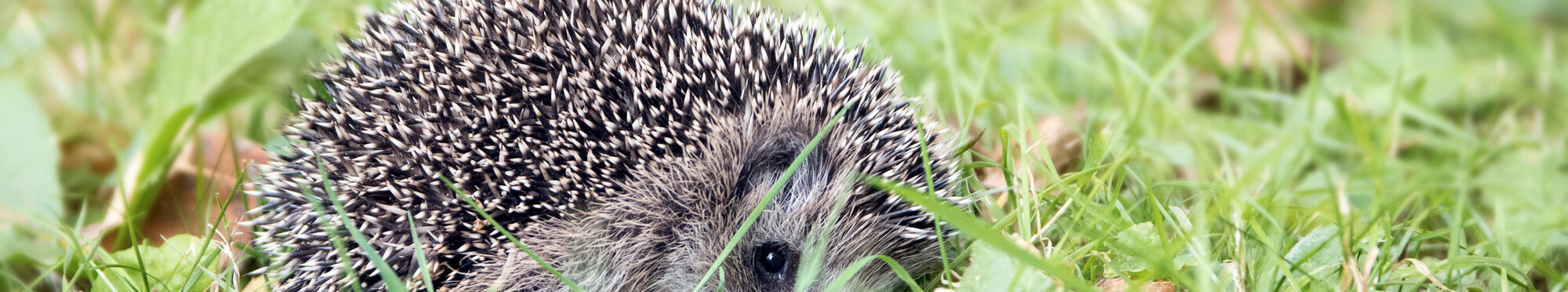 Ein Igel im Laub