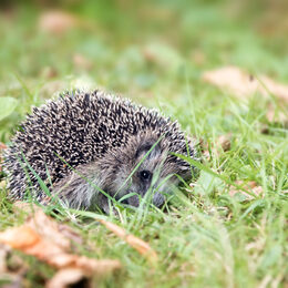 Ein Igel im Laub