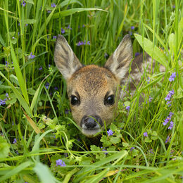 Western roe deer in meadow, Fawn, Germany, Europe