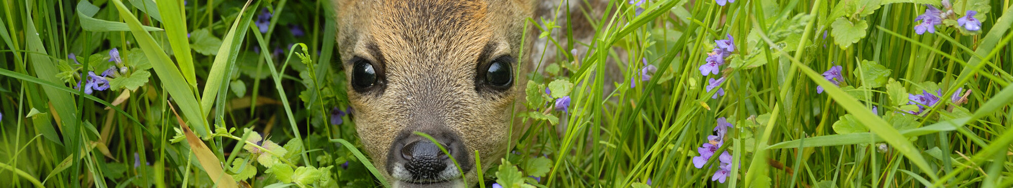 Western roe deer in meadow, Fawn, Germany, Europe