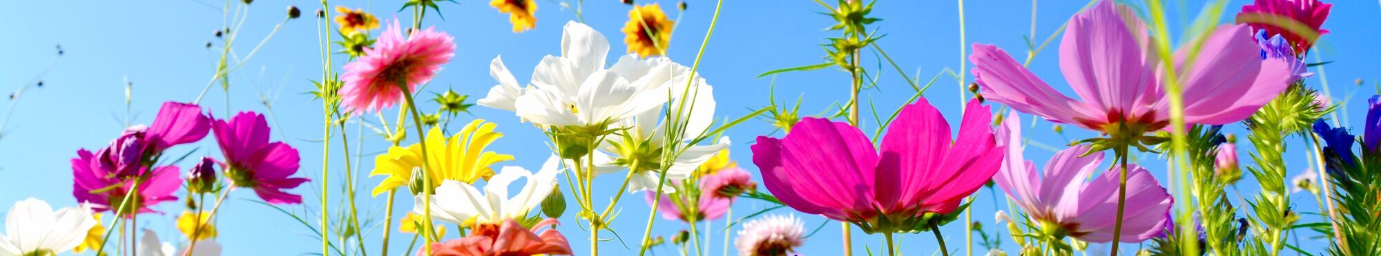 Grußkarte - bunte Blumenwiese - Sommerblumen