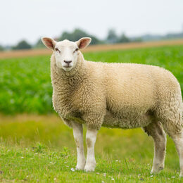 Isolated dike sheep is looking at you from its meadow on farm ba