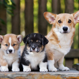 Hund und Welpen