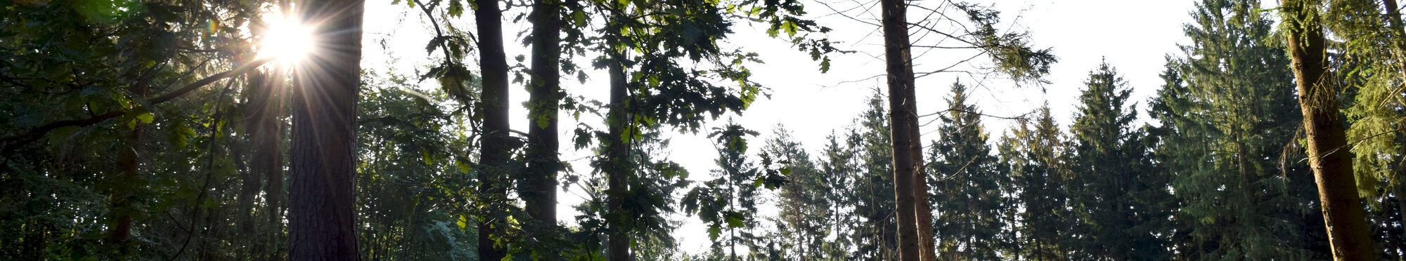 In Anlehnung an die Wachstumsoffensive sollen im „Klima-Wald Kreis Düren” insgesamt 300.000 Bäume gepfl anzt werden.