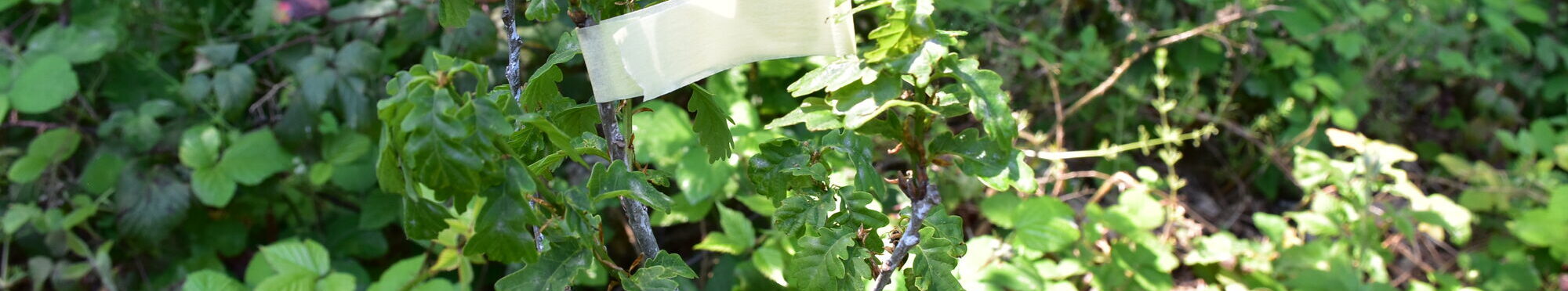 Bild zeigt jungen Baum mit Kreppband-Fähnchen.