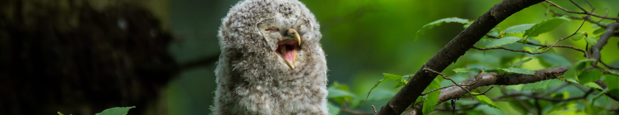 Ural owl (Strix uralensis) - Puszczyk uralski