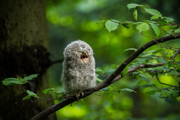 Ural owl (Strix uralensis) - Puszczyk uralski