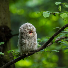 Ural owl (Strix uralensis) - Puszczyk uralski