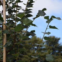 Ein neu gepflanzter Baum mit blauem Himmel im Hintergrund.