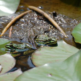 Frösche und andere Amphibien beginnen mit steigenden Temperaturen wieder mit ihrer Wanderung zu ihren Laichgewässern. Foto: Kreis Düren