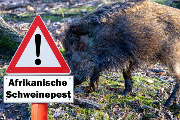 Sign with the inscription "Achtung Afrikanische Schweinepest" (Attention African swine fever) on a fence to a farm in Germany