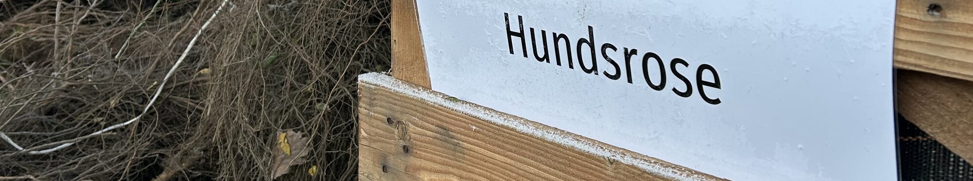 Baumausgabe in Jülich.