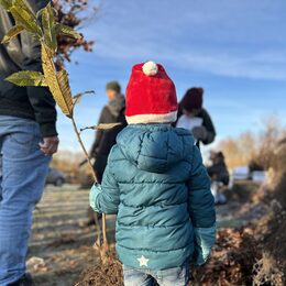 Baumausgabe in Jülich.