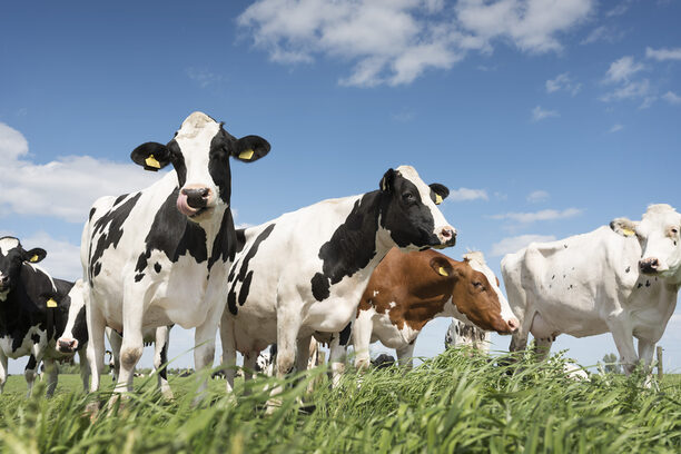 black and white cows in green grassy meadow under blue sky near