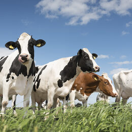 black and white cows in green grassy meadow under blue sky near