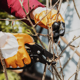 Pruning fruit shrubs and trees in spring. A secateur in his hands with gloves.