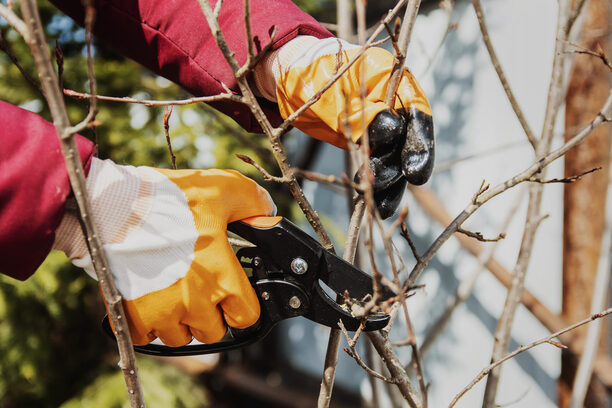 Pruning fruit shrubs and trees in spring. A secateur in his hands with gloves.