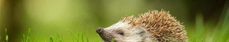 Igel