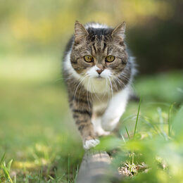 Eine Katze auf einer Wiese.