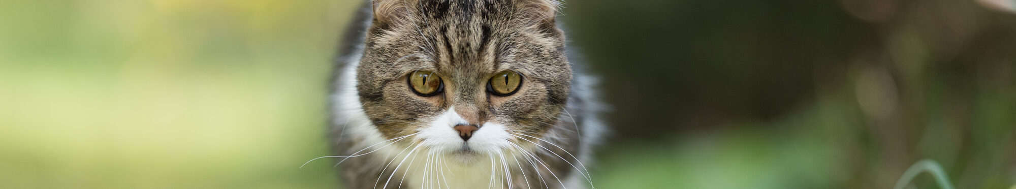 Eine Katze auf einer Wiese.