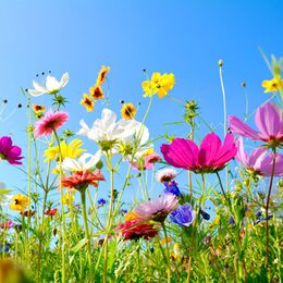 Grußkarte - bunte Blumenwiese - Sommerblumen