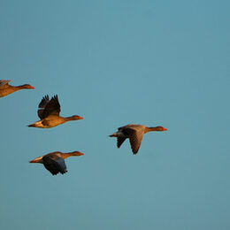 Flock of wild greyleg geese flying in formation against a clear blue sky
